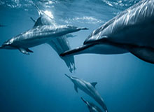 华体会官网平台——畅享顶级体育娱乐体验